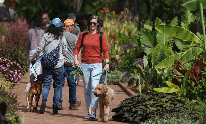 Katherine Stimpson takes “Birdie” for a stroll during Dogtoberfest held Saturday, Oct. 8, 2022, at Daniel Stowe Botanical Garden.