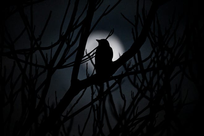 February 22, 2024: A crow is silhouetted against the full moon near Kosovo's capital of Pristina.