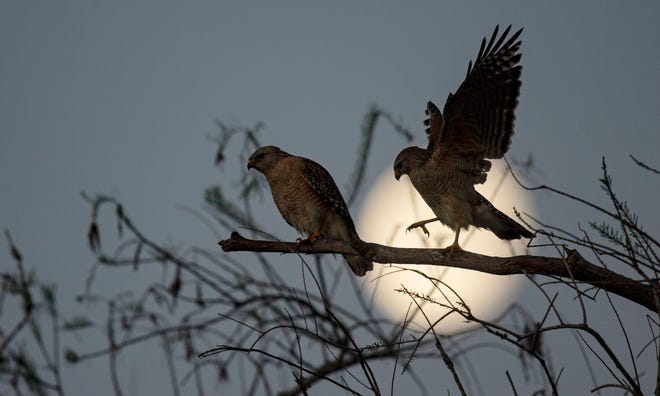 February 27, 2024: A pair of red shouldered hawks perch on a snag while the moon sets behind them at Harns Marsh in Lehigh Acres in Buckingham, Fla. Harns Marsh is a storm water facility that helps filter water and reduces flooding to the Orange River.