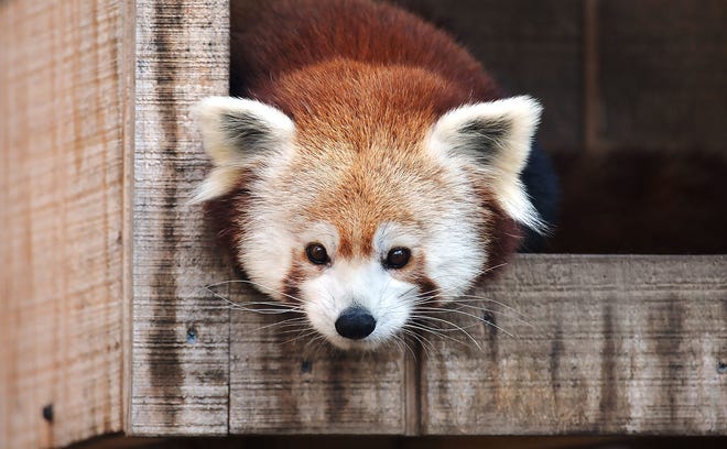 March 5, 2024: A red panda at Pennsylvania's Erie Zoo watches visitors from inside its enclosure.