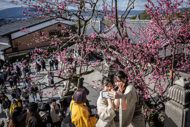 March 10, 2024: Women take selfies in front of a plum tree at Kiyomizu-dera Temple in Kyoto.