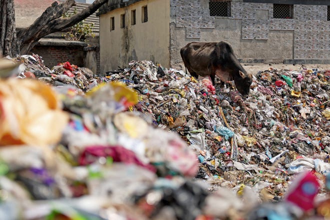 March 11, 2024: A cow feeds on waste material at a dumping ground in Varanasi.