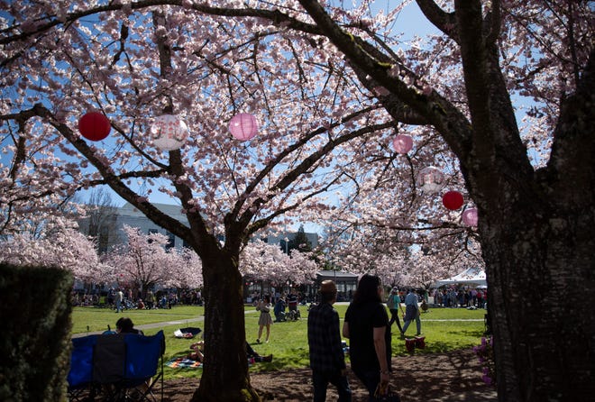 March 16, 2024 : People take in the beauty of the cherry blossom trees during the annual Cherry Blossom Day at the Oregon State Capitol in Salem, Ore.