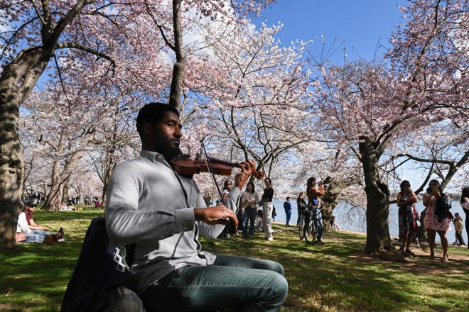 March 17, 2024: Elliot Randolph, a full-time street musician, plays the violin for passersby in an effort to make some money as he sits under blooming Cherry trees near the tidal basin in Washington, DC. Washington's cherry blossoms marked the second-earliest peak bloom in more than a century of records.